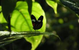 Макро Красивая бабочка на листке обои рабочий стол