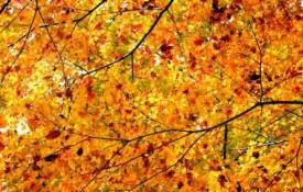 Текстуры ветки, листья, осень, дерево, клен, крона обои рабочий стол