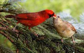 Животные Красная птаха, кормит, птенца обои рабочий стол