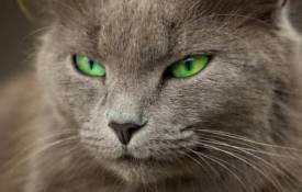 Животные Кот с зелёными глазами обои рабочий стол