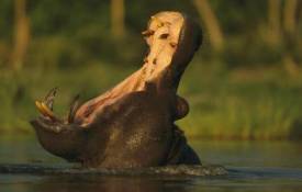 Животные Гипопотам, река, зубы, пасть, животные обои рабочий стол