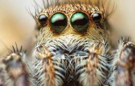 Животные Глаза паука обои рабочий стол