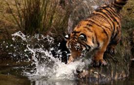 Животные Тигр, вода, лапа, удар, капли, брызги обои рабочий стол