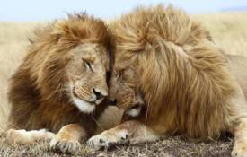Животные Любовь львов обои рабочий стол