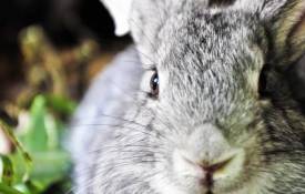Животные Кролик, животное, серый обои рабочий стол