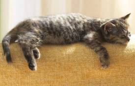 Животные Кот спит на спинке дивана обои рабочий стол