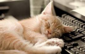 Животные Кот спит на клавиатуре обои рабочий стол