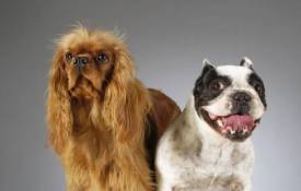 Животные Коричневая и черно - белая собаки обои рабочий стол