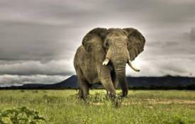 Животные Африканский слон обои рабочий стол
