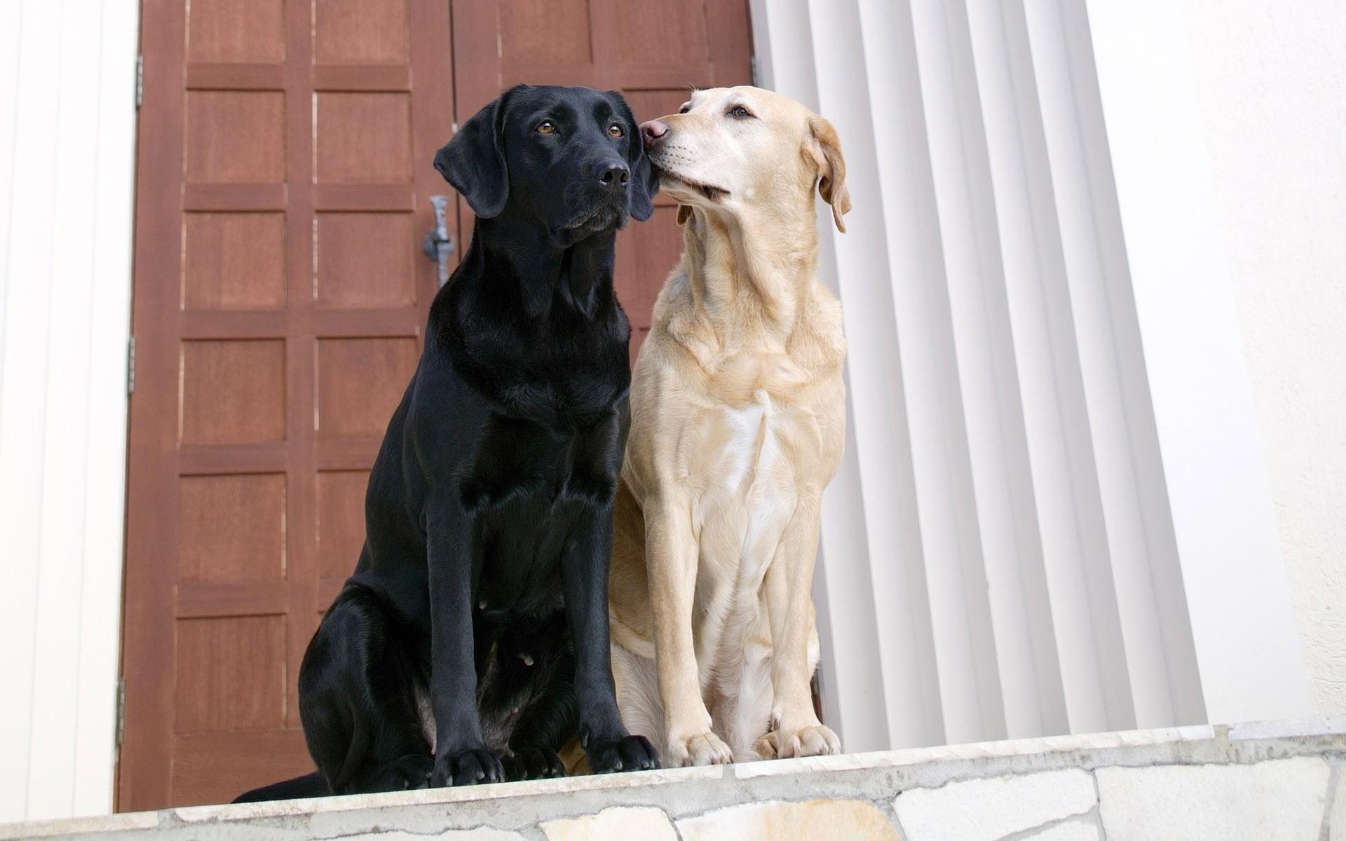 Коричневатая и чёрная собаки обои рабочий стол Животные