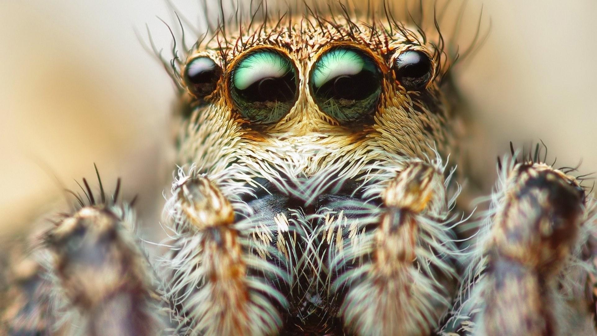 Глаза паука обои рабочий стол Животные