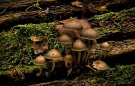 Природа Грибы на дереве - с грибами обои рабочий стол