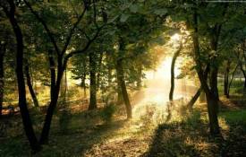 Природа Восход - красивые летнего леса обои рабочий стол