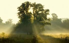 Природа Дерево, свет, поляна обои рабочий стол