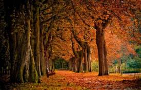 Природа Листопад, листья, осень, деревья обои рабочий стол