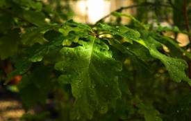 Природа Сочные мокрые листья дуба обои рабочий стол