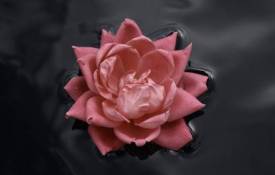 Природа Красивый розовый цветок плавает на воде обои рабочий стол