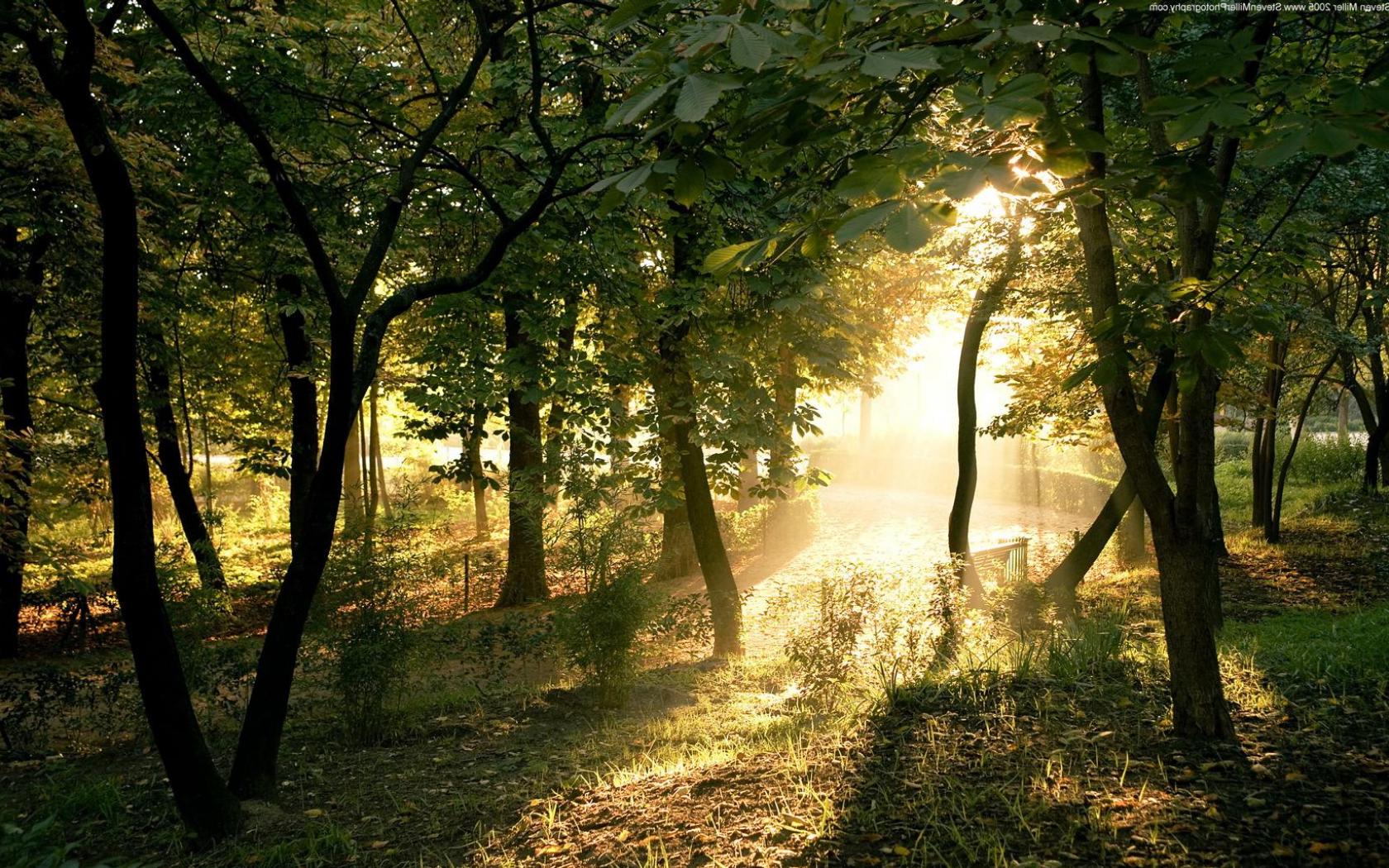 Восход - красивые летнего леса обои рабочий стол Природа