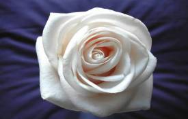 Цветы Белая роза обои рабочий стол