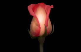Цветы Розовая роза обои рабочий стол