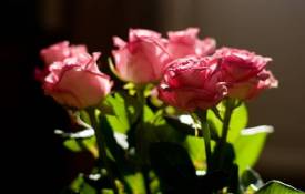 Цветы Розы, бутоны обои рабочий стол
