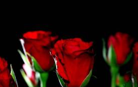 Цветы Красные розы обои рабочий стол