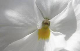 Цветы Белый цветок обои рабочий стол