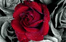 Цветы Красная роза на чёрнобелом фоне обои рабочий стол