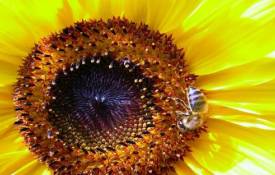Цветы Пчела на подсолнухе обои рабочий стол