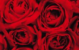 Цветы Розы крупным планом обои рабочий стол