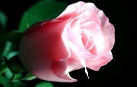 Цветы Бутон розы обои рабочий стол