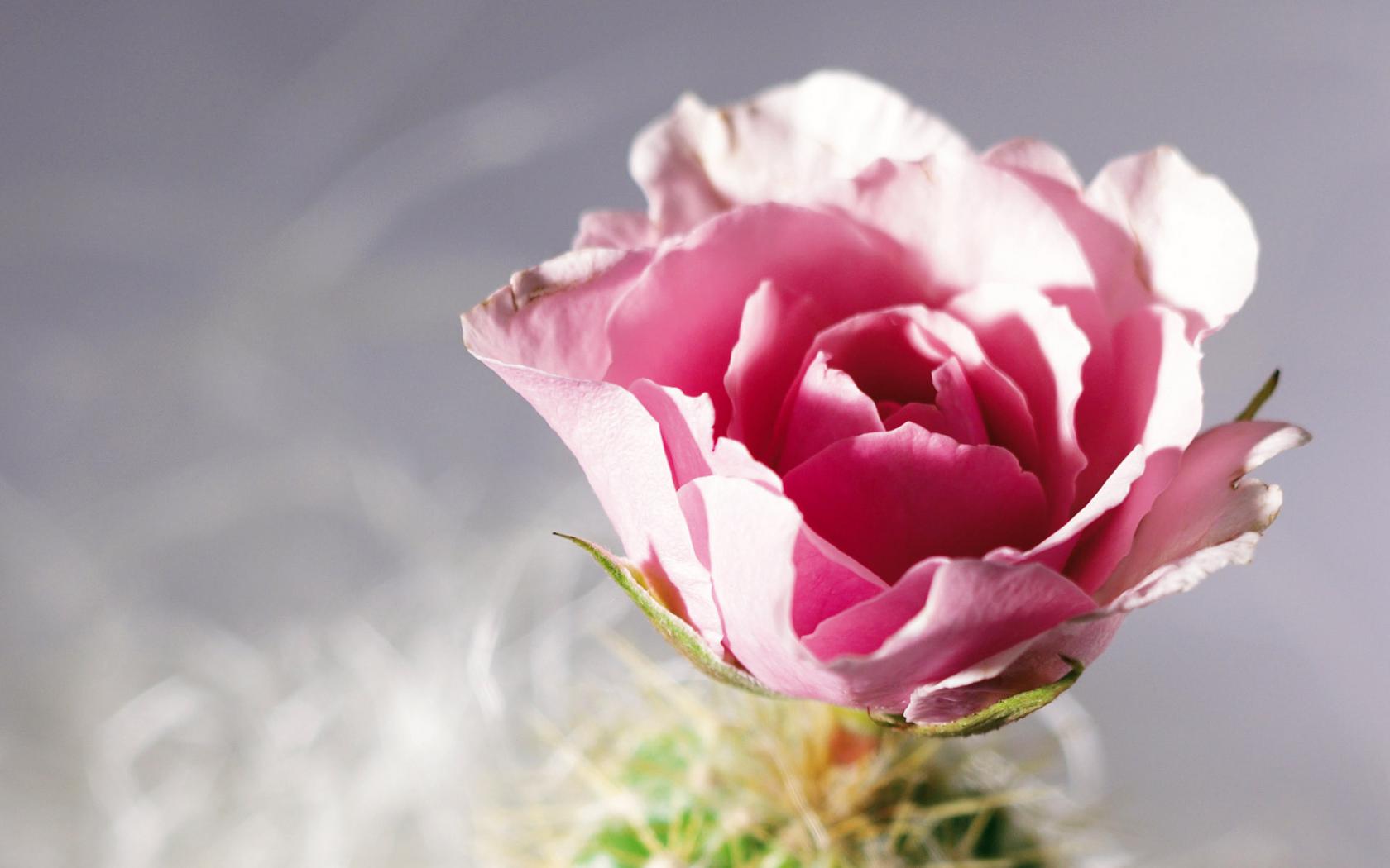 Красивый розовый цветок обои рабочий стол Цветы
