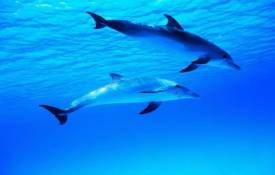 Животные Два дельфина под водой обои рабочий стол