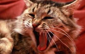 Животные Котяра зевает обои рабочий стол
