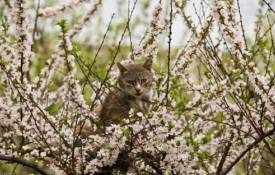Животные Кошка, ветки, природа обои рабочий стол