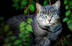 Животные Кошка с голубыми глазами обои рабочий стол