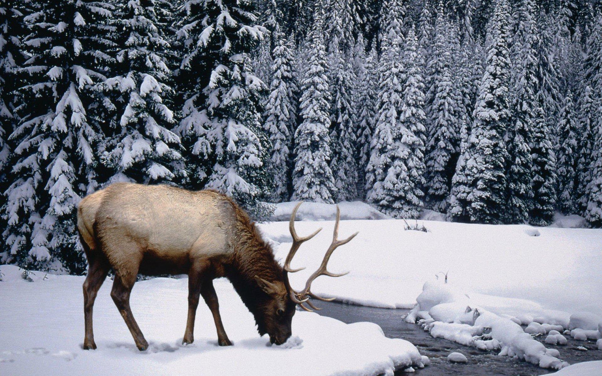 Winter Stag обои рабочий стол Животные