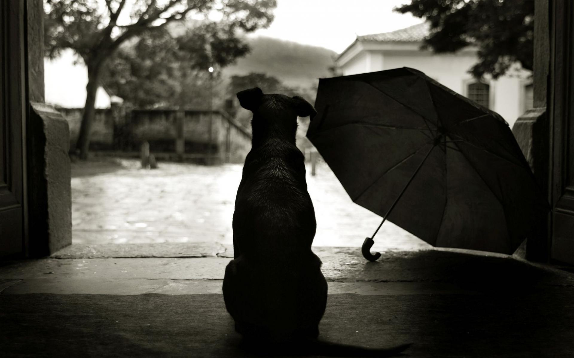 Собака и зонт обои рабочий стол Животные