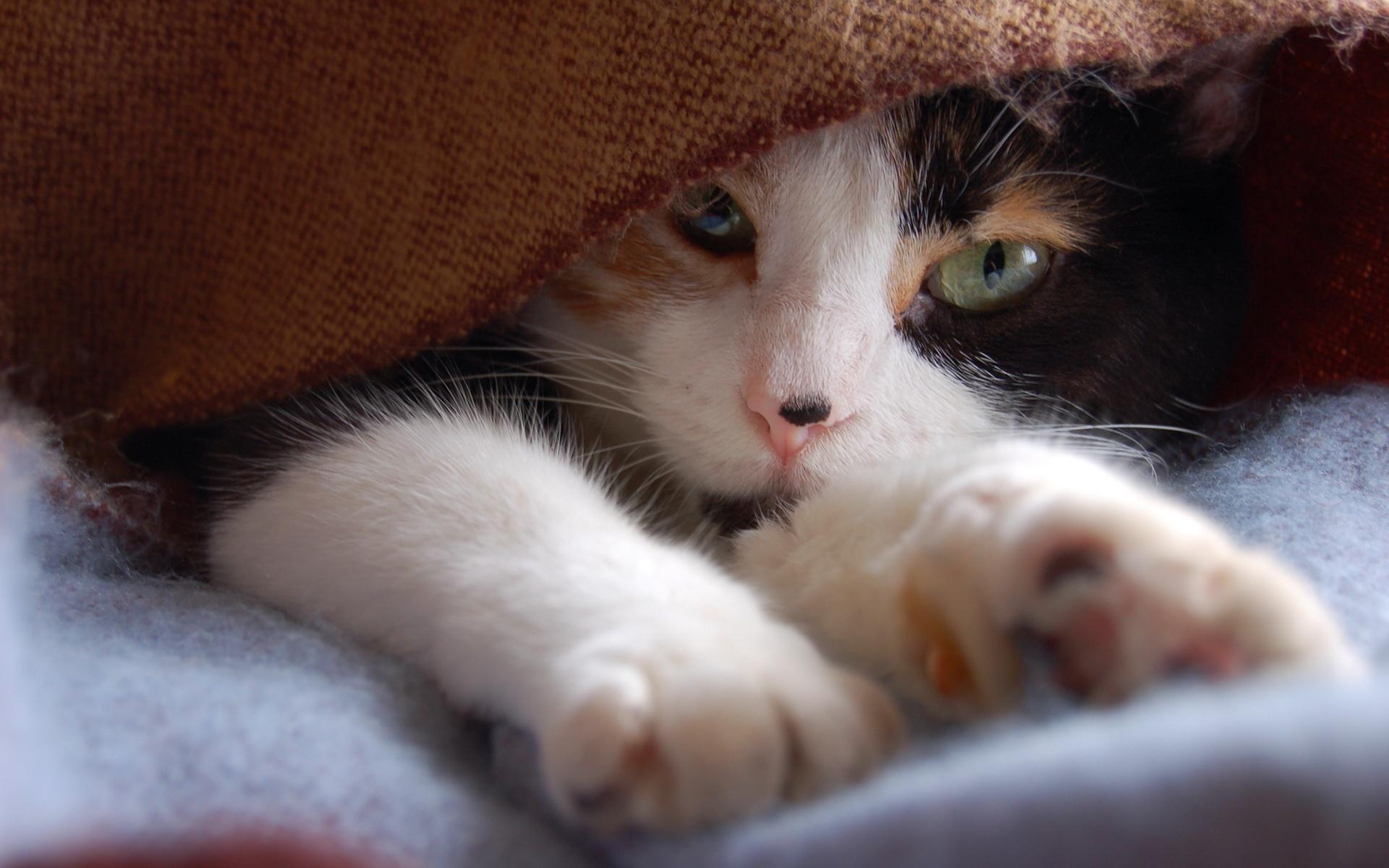 Котенок под одеялом обои рабочий стол Животные