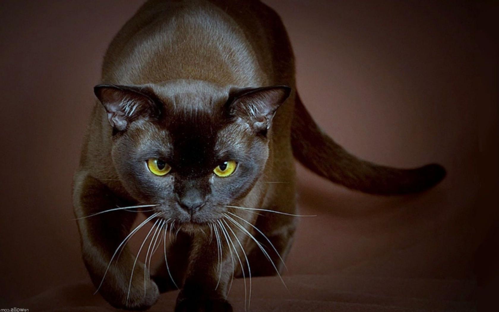Кошка, красота, природа обои рабочий стол Животные