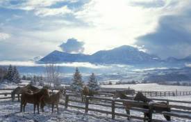 Природа Horses in winter обои рабочий стол