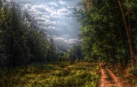 Природа Лес, дорога, дальняя обои рабочий стол