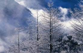 Природа Frost and mist обои рабочий стол