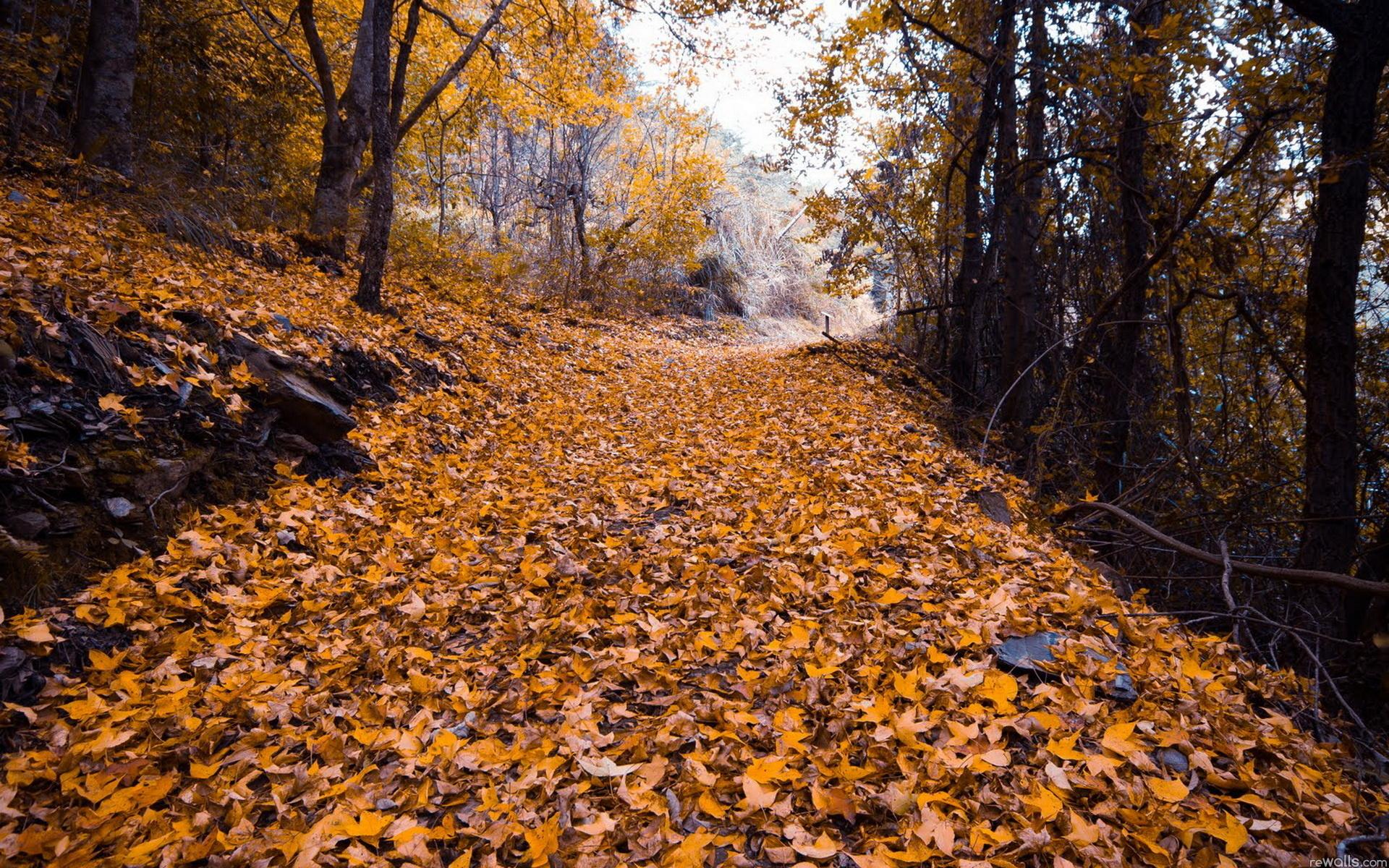Опавшие листья терпеливо. Осенние листья на дороге. Опавшая листва в лесу. Осенние листья на земле. Гора опавших листьев.