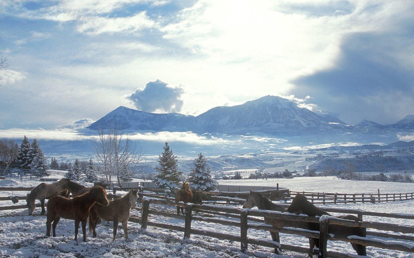 Horses in winter обои рабочий стол Природа
