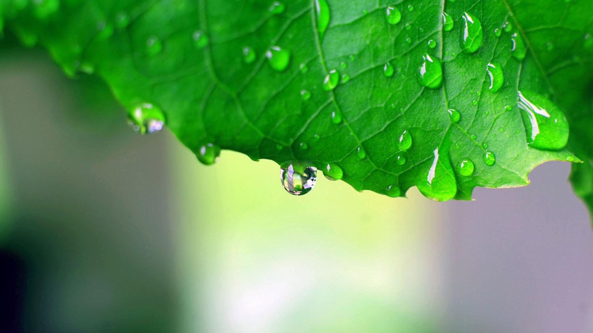 Макро, капли, листья, зелёный, green macro обои рабочий стол Природа