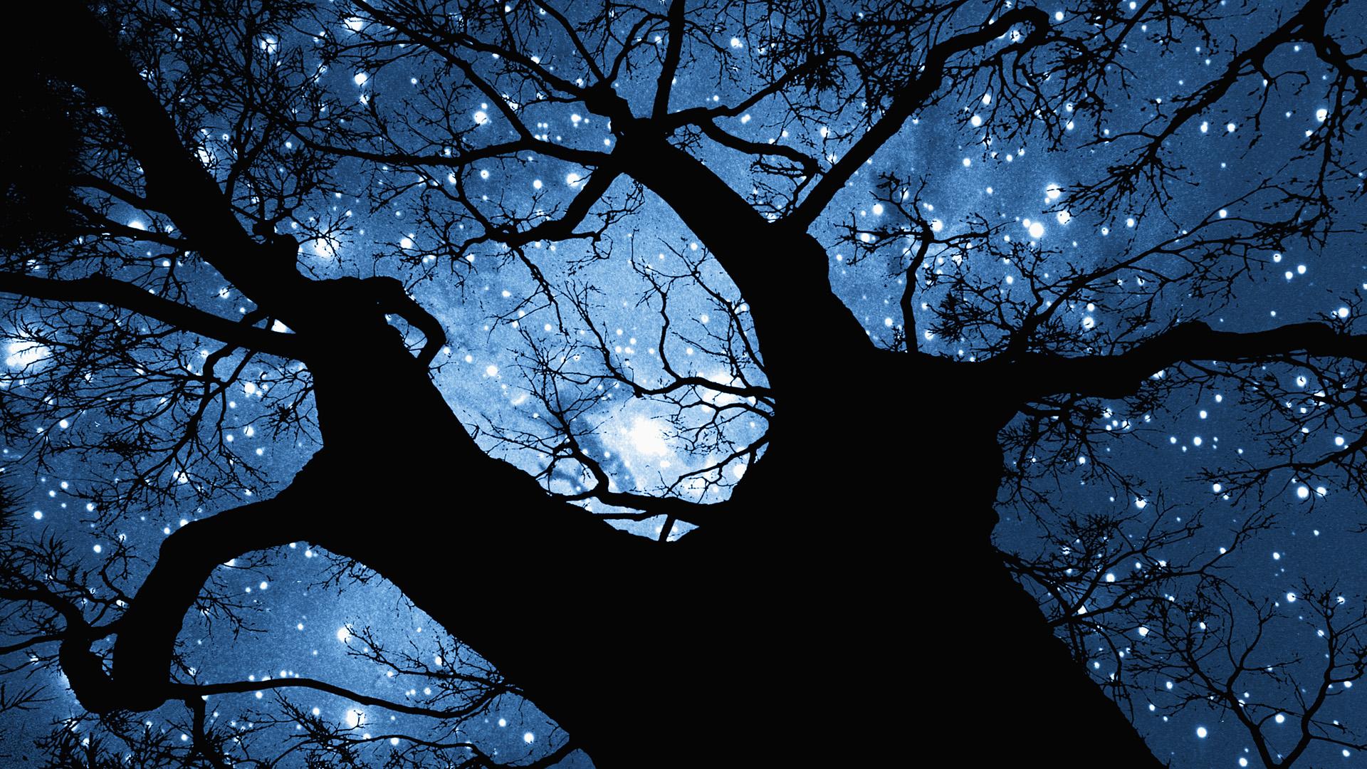 Ночью деревья спят. Дерево ночью. Дерева в темноте. Деревья на фоне ночного неба. Ветка дерева ночью.